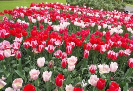 2014-04-17 Holland Tulips 40.jpg